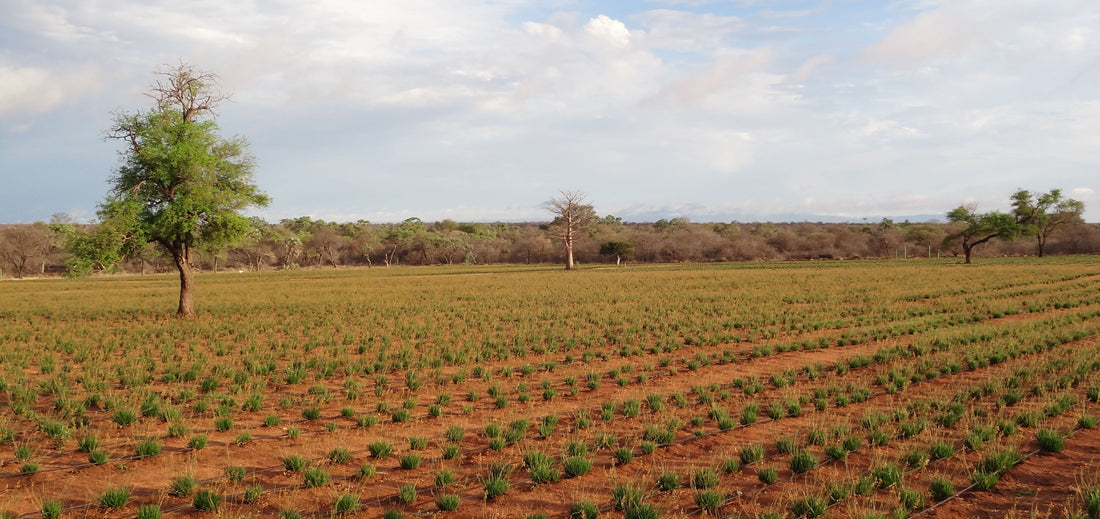 Bulbine frutescens aka Bulbinella farmed in Limpopo